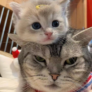 法国大鸡巴日逼
